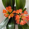 Generic Semi di Clivia - Clivia miniata, le sono resistenti acquistare la di Clivia semi di Le perenni sono perenni 200pcs