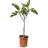 Sunny Tree Fico mediterraneo Ficus Carica fino a 100 cm con dolci fichi verdi, ideale per terrazza e giardino