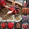 Generic Portal Cool 10 Samen Gymnocalycium mihanovichii Semi-Kaktus Kakteen