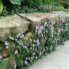 Generic Lierre de Kenilworth - (Cymbalaria Muralis) - 200 semi