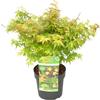 Bloomique - Acer Palmatum Little Princess - Acero Giapponese - Pianta da Giardino - Resistente al Freddo - Alta 50-70 cm - Vaso 19 cm
