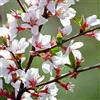 AMDGarden Ciliegio di Nanchino Ciliegio da Fiore Prunus Tomentosa in Vaso 18 cm Fiori Bianco Rosati Frutto Commestibile Ideale per Esterni