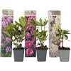 Plant in a Box - Rododendro - 3 Mix - Rododendron - Vaso 9cm - Altezza 25-40cm