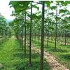 Generic 1000 Semi Paulownia Elongata - Real Tree - Rda Crescita Albero! Seeds ONLY