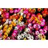 Generic Aptenia 500 Semi Delosperma