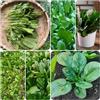 Generic semi di spinaci - perenni resistenti per giardino balcone esotiche 500pcs