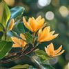 SemiSauvage 8 Semi di Magnolia Champaca - SemiSelvaggio Permacultura