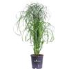 eGarden.store Pianta di Cyperus Alternifolius pianta di Falso Papiro pianta da esterno pianta da giardino pianta ornamentale di Papriro pianta palustre pianta vera di Cyperus Alternifolius venduta da eGarden.store