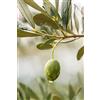 eGarden.store Pianta di Ulivo Albero di Olivo Età 2 anni Pianta da esterno di Ulivo o Olea Europea Pianta vera da mangiare di Ulivo o Olivo venduta da eGarden.store (Coratina)
