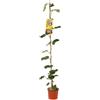 Vivaio Garden Forest, Kiwi autofertile Actinidia chinensis - Pianta rampicante da frutto senza impollinatore, Polpa verde con semi neri, Maturazione novembre