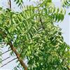 Generic 100 Pezzi Semi Di Albero Di Neem - Semi Di Albero Di Neem - Albero Di Neem - Semi Di Alberi, Regali Per Gli Amanti Del Giardino (Melia Azedarach) Alberi Bonzai, Semi Esotici Perenne