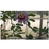 Seeds & Plants Shop by Ipsa Pezzi - 5x Passiflora Cincinnata Pianta Rampicante Giardino Piante - Seme ID1488 - Seeds & Plants Shop by Ipsa