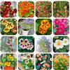 Generic semi di nasturzio perenni primaverile, selvatici nasturzio pendente da giardino, decorativi resistenti balcone resistenti 500pcs