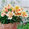 Generic semi di alstroemeria - perenni resistenti esotiche decorazione giardino balcone 550pcs