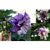 Portal Cool Datura Metel Seeds - Double Purple Blackberry - Annual Beauty - 10 semi