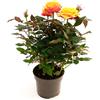 POWERS TO FLOWERS - ROSA DA GIARDINO RAMPICANTEe RIFIORENTE, ROSA ARANCIO, Pianta Vera