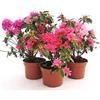 POWERS TO FLOWERS - AZALEA DA ESTERNO SET, OFFERTA ULTIMI 30 SET!!! ROSA, ROSA INTENSO E SALMONE, vaso 14cm diametro, piante vere