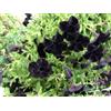 Generic 25 semi neri Petunia non pellettato