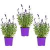 Bloomique - Set di 3 - Lavandula angustifolia - Pianta di lavanda - Piante da giardino - Resistente al freddo - Alte 15-20 cm - Vaso da 10,5 cm