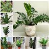 Generic Semi di piume portafortuna, semi di Zamioculcas zamiifolia, Le sempreverdi sono resistenti da appartamento biologici 50pcs