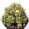 Vivaio Garden Forest Euphorbia Meloformis Variegata - Cactus Succulento Variegato in Vaso 5,5 cm - Pianta Grassa Rara Collezione