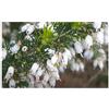 Seeds & Plants Shop by Ipsa Pezzi - 10x Erica Arborea Baumheide Giardino Piante - Seme B745 - Seeds & Plants Shop by Ipsa