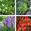 NATURAVIVA dal 1995 MIX LE MIGLIORI PIANTE DA FIORE PER LAGHETTI (5 PIANTE DA FIORE MIX)