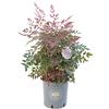 Vannucci Piante - Nandina domestica, siepe, cespugli, pianta vera in vaso (Nandina domestica 'Gulf Stream')