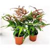 POWERS TO FLOWERS - DRYOPTERIS BRONZE VENUS, VASO 12CM DIAMETRO, 2 PIANTE, FELCE DA ESTERNO, Piante Vere