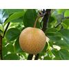SVI Pera nashi, (cinese Sabbia Pera), Pyrus pyrifolia, 30 Albero semi (commestibile, Fast)