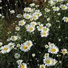 Generic 350 Semi Piretro Daisy eliminazione GLI errori INSETTI ~ Naturale Anti ZANZARE Anti ~ da Palazzo DEL Sohle