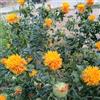 Generic Semi di cartamo, da balcone resistenti Cartamo Tintorio, semi esotici Le da giardino sono resistenti varietà antiche selvatiche 500pcs