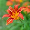 Generic Semi di daylily, resistenti per il giardino Hemerocallis fulva, semi di campo esotici 80pcs