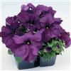 Generic 50 pellettato Pétunia Semi Limbo Viola pétunia Semi