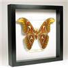 De Museumwinkel.com Attacus Atlas - Farfalla Cobra - Vera Farfalla di Tassidermia Montato sotto Vetro in Cornice di Legno Nera Fatta a Mano