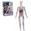 DAGLLGEW Modello della Struttura del Corpo Umano, Modello 3D del Corpo Umano per Bambini con Ossa Rimovibili, organi e vasi sanguigni per Scheletro anatomico