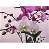 FRUKAT Puzzle 1000 Pezzi, Jigsaw Puzzle per Adulti-Orchidea, fiore, ramo 70x50cm