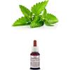 Il Regno Vegetale Olio Essenziale 100% Puro PATCHOULI 10 ml naturale Uso Interno/esterno
