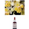 Il Regno Vegetale Olio Essenziale 100% Puro LITSEA CUBEBA Naturale Uso Interno Esterno (50 ml)