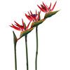 HAOSHICS 3 fiori artificiali per uccelli celesti, finti uccelli del paradiso Strelitzia, piante in finta seta, per casa, ufficio, matrimonio, decorazione Centerpeice (grande, rosso)
