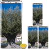 acquaverde | 3 Lattine per Olio EVO da 5 Litri, Contenitore Alimentare in Metallo con Nuovo Design Blu/Verde con Albero di Ulivo, Latta Rettagolare 5000 ml con Doppio Tappo e pratica Maniglia