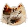Handmade Foto in plexi (Gatto)