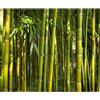 murando - Carta da Parati Impermeabile Bambù Verde Natura 400x280 cm Fotomurali Lavabili per Bagno - Moderno Murales per Soggiorno Decorazione Muro Carta per Pareti Lavabile Decorativi b-B-0072-a-b
