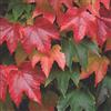 Gasa Pianta di Vite Americana Parthenocissus Tricuspidata Veitch Boskoop h cm 65 su vaso alto quadro da cm 11