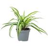 Flowerbox Giglio verde - Pianta d'appartamento facile da pulire, Chlorophytum Comosum Variegata, altezza ca. 15 cm, diametro vaso 6 cm