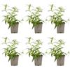 Bloomique - Set di 6 - Nepeta Blue Moon - Pianta Ornamentale gatta - Resistente - Perenne - Amica delle api - Altezza 10-20 cm - Vaso da 9 cm