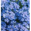 SVI 100 semi Nemesia Seeds - Blu Gem - Nemesia strumosa - A True Blue perenni