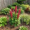 Bloomique - Set di 6 - Lupinus Gallery Red - Lupino - Resistente all'inverno - Perenne - Altezza 10-20 cm - Vaso da 9 cm