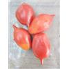 SemiGratis SEMI POMODORO 3 VARIETA'-PIENNOLO ROSSO-PIENNOLO GIALLO- DATTERINO GIALLO