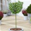 GardenersDream Albero di Rosmarinus Officinalis | Alberi ornamentali in vaso di Rosmarino per Piccoli Giardini.